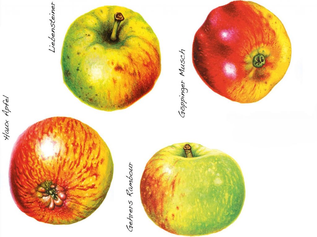 Die vier Göppinger Apfelsorten Gehrers Rambour, Haux Apfel, Liebsteiner Apfel und Göppinger Musch