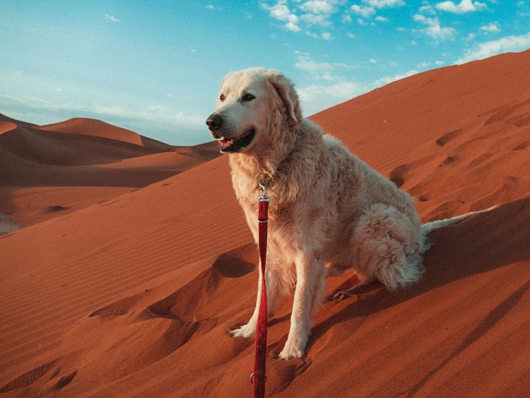 Ein Hund in der Sahara