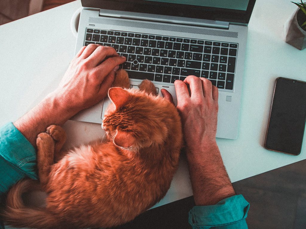 Katze und Laptop auf Tisch