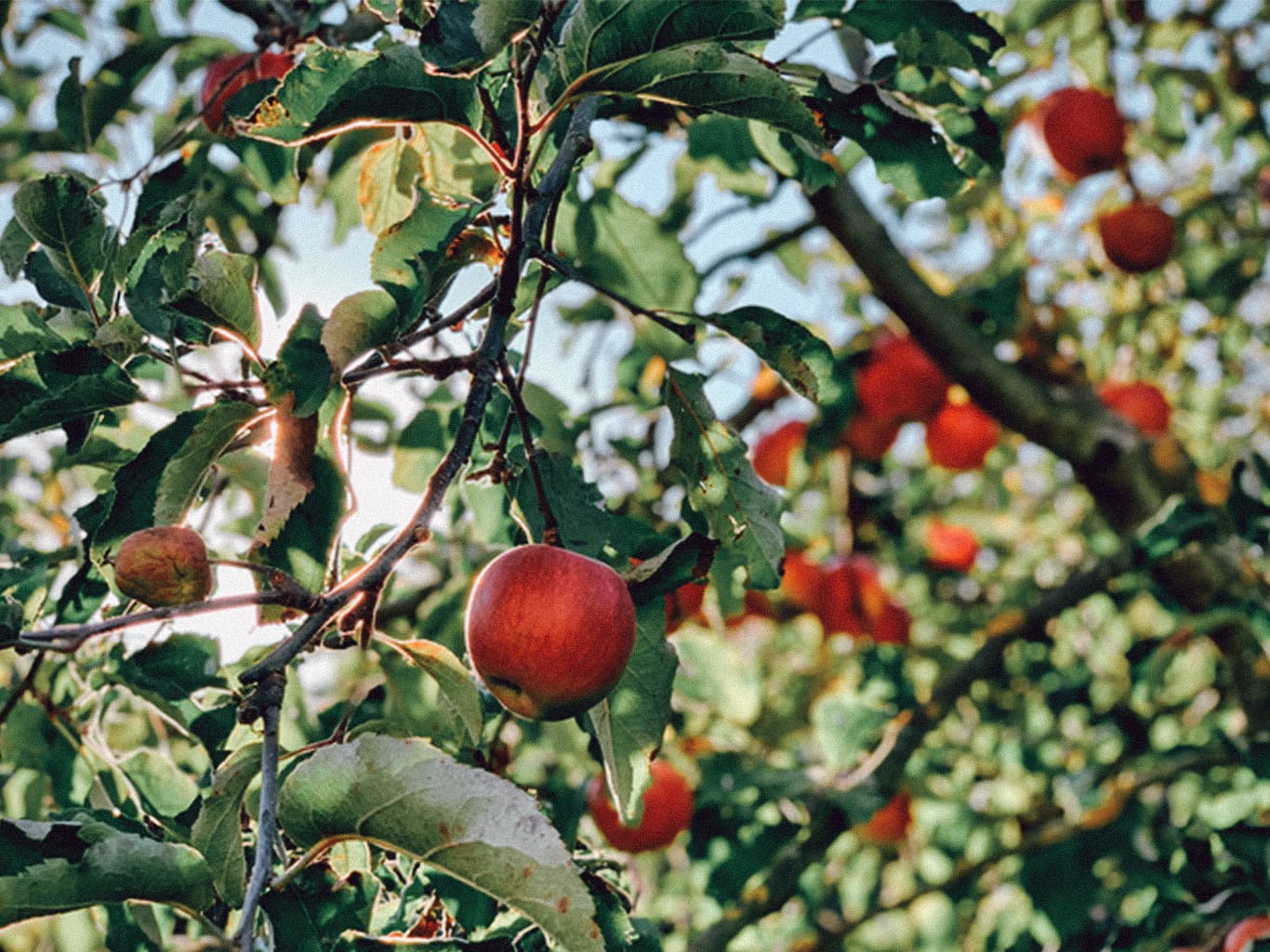 Eine Nahaufnahme von einem Apfelbaum, auf der viele rote Äpfel zu sehen sind