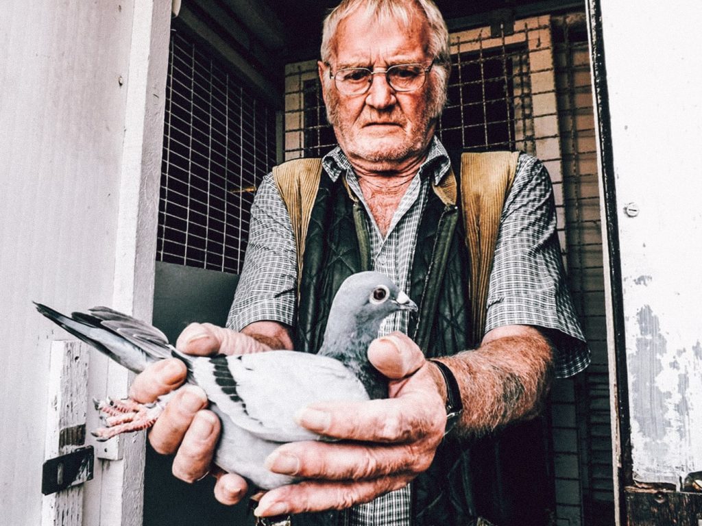 Ein älterer Mann hält eine Taube in seinen Händen