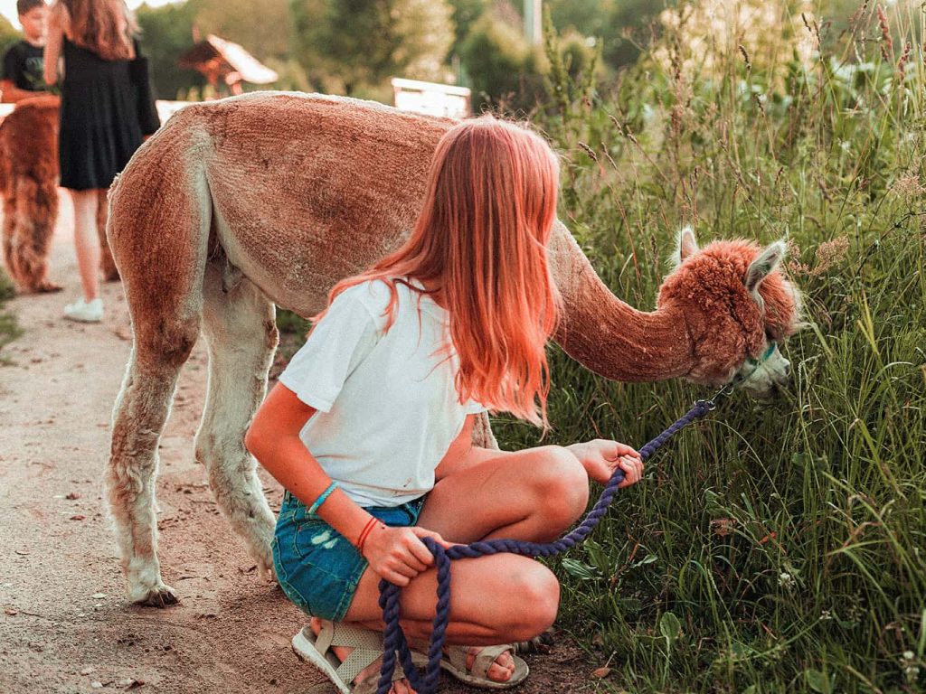 Ein junges Mädchen hat ein Alpaka an der Leine, das gerade Gras frisst