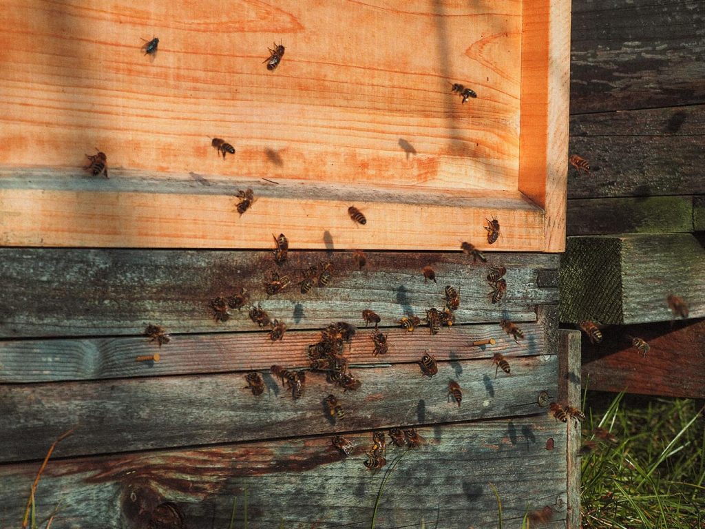 Bienen fliegen um einen Bienenstock