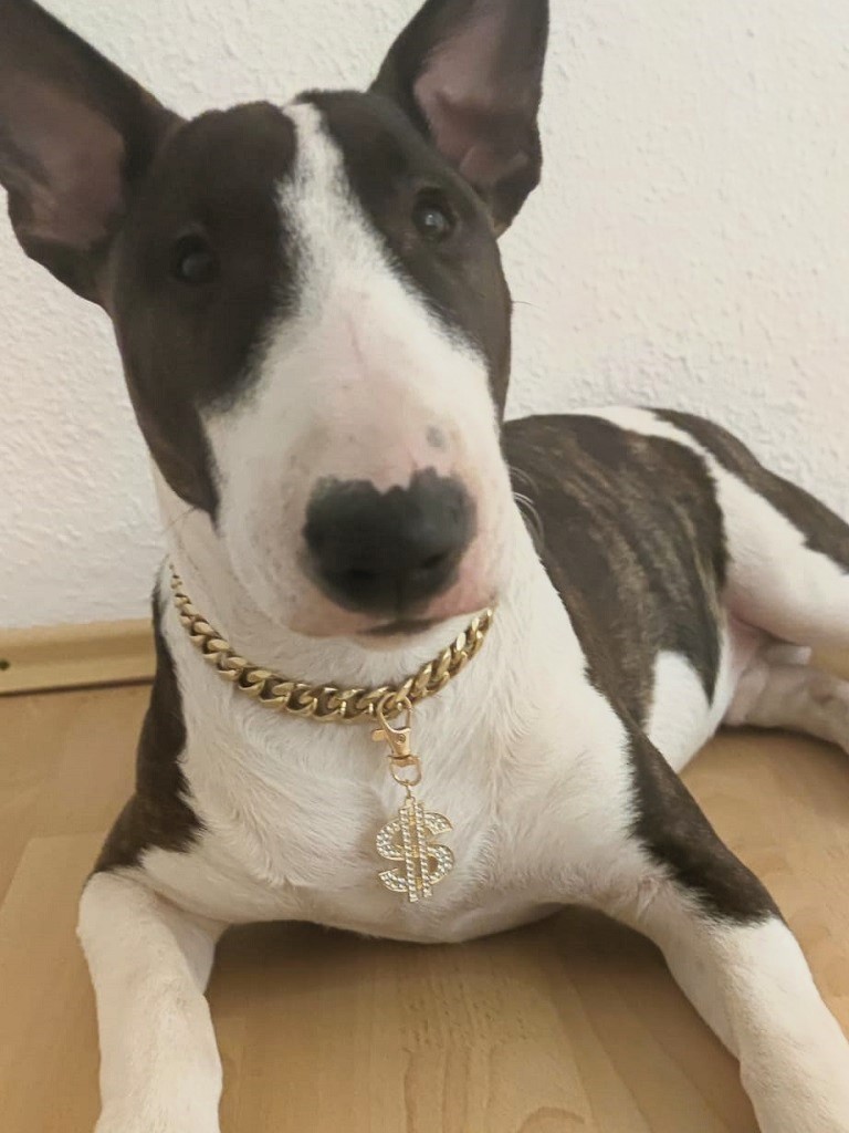 Mini-Bullterrier „Cash“ mit goldener Dollar-Kette – humorvolles Symbolbild für das fiktive Girokonto Göppingen für Hunde („GiroBello“) im Rahmen des Aprilscherzes der Kreissparkasse Göppingen.