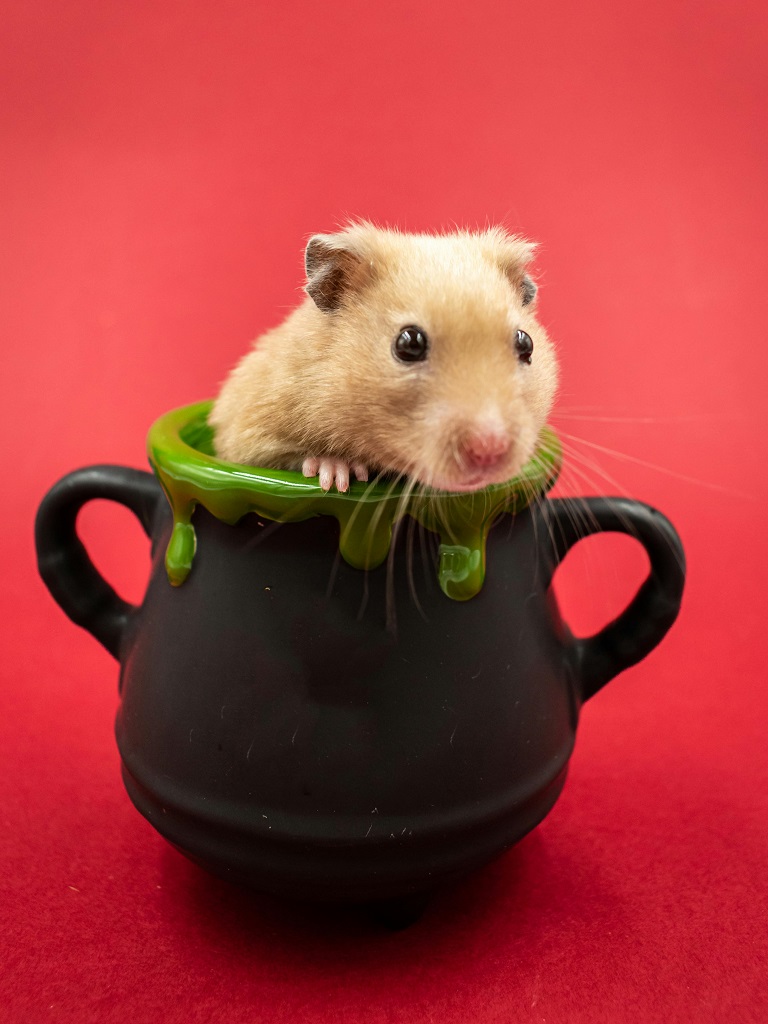 Hamster Peggy sitzt in einem kleinen schwarzen Topf vor rotem Hintergrund – humorvolles Symbolbild zum Girokonto Göppingen für Kleintiere.