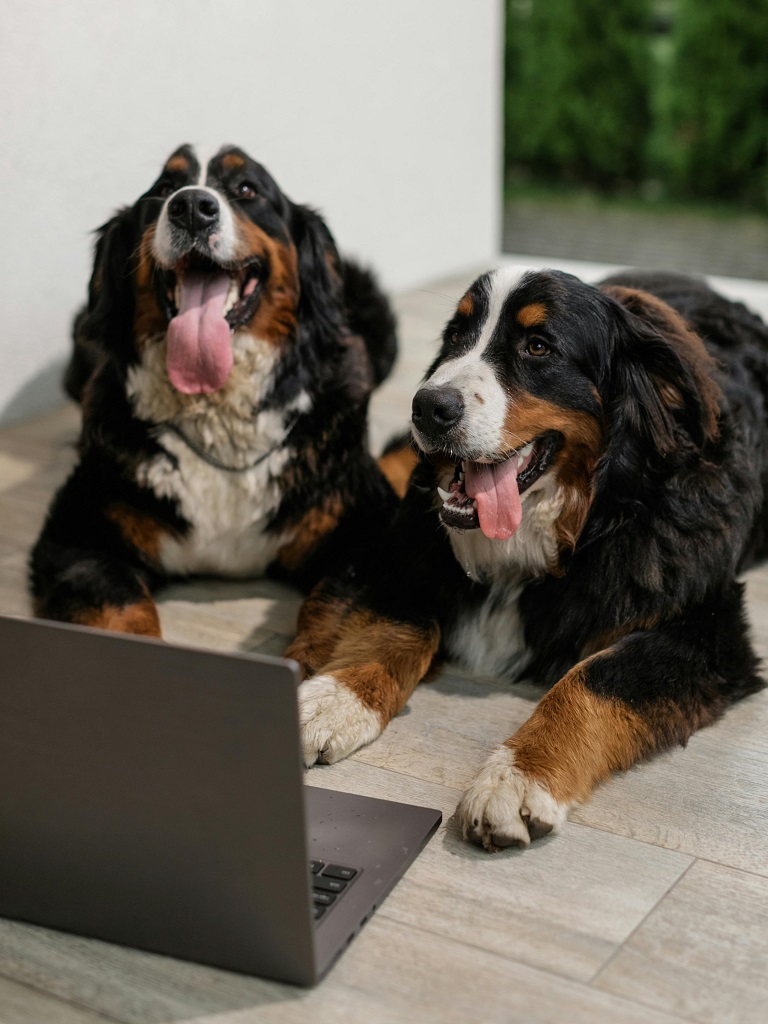 Zwei Berner Sennenhunde sitzen vor einem Laptop – Symbolbild für Wuffo, die mobile Bezahlfunktion des Girokonto Göppingen für Hunde.