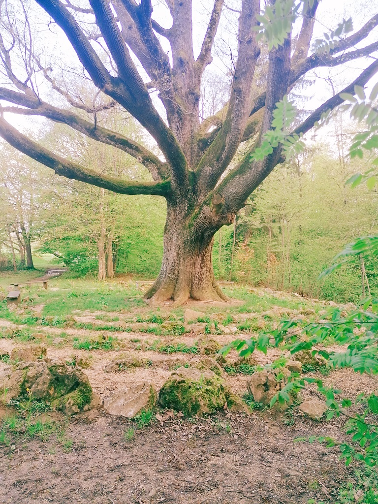 Große Eiche mit Steinlabyrinth am Erlebnispfad Sinneswandel.