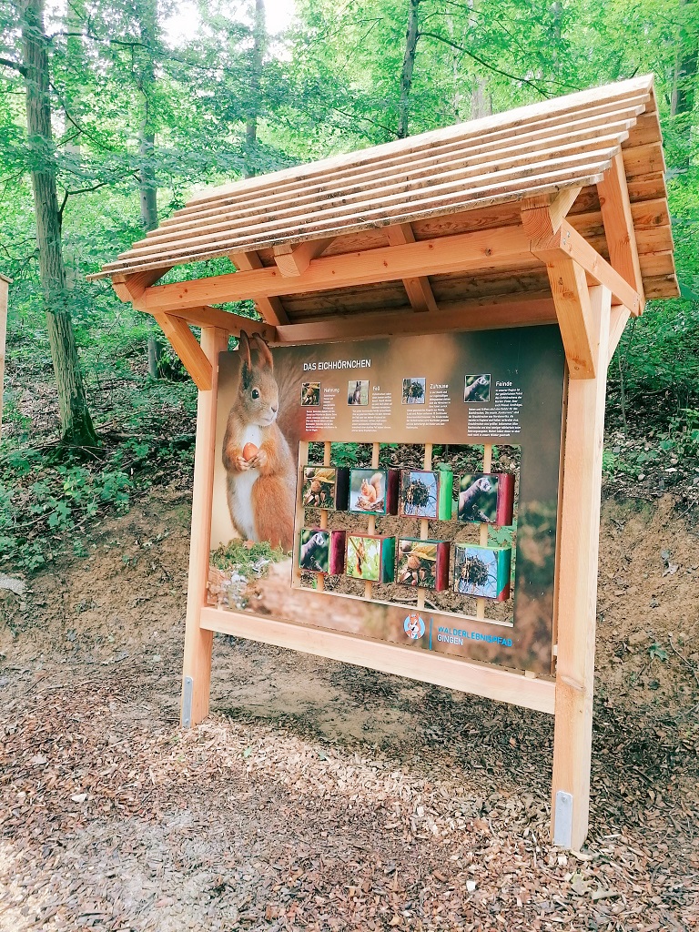 Interaktive Infotafel über das Eichhörnchen am Walderlebnispfad Gingen – mit drehbaren Bildern und spannendem Wissen für Kinder und Erwachsene.