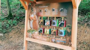 Lehrtafel über das Eichhörnchen auf einem Waldlehrpfad mit Fotos und Texten zu Nahrung, Fell, Lebensraum und Feinden; ein großes Bild eines Eichhörnchens mit Nuss im Vordergrund.