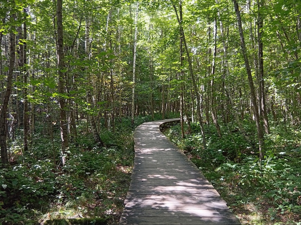 Holzsteg des Schwebenden Pfads auf der Schloss-Filseck-Runde in Uhingen – Naturerlebnis für Kinder und Erwachsene