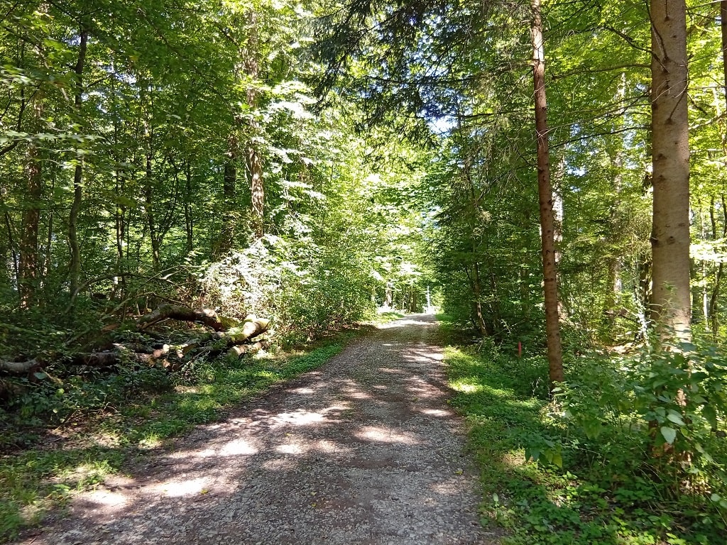 Waldweg auf der Schloss-Filseck-Runde in Uhingen – familienfreundlicher Abschnitt durch den schattigen Forst