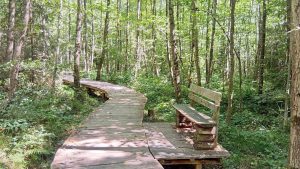 Schwebender Pfad auf der Schloss-Filseck-Runde in Uhingen – barrierefreier Steg durch den Birkenwald mit Bank zum Ausruhen