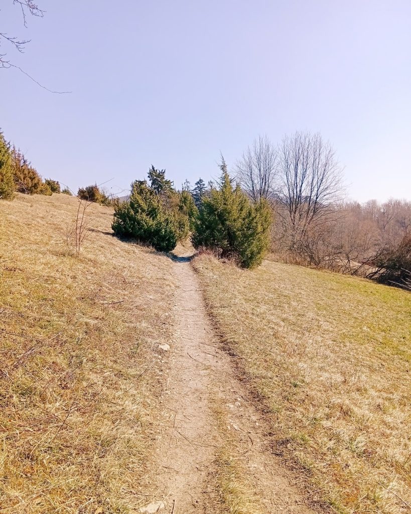 Schmaler Wanderpfad durch Wacholderheide im Naturschutzgebiet Haarberg-Wasserberg – Startpunkt der interaktiven Schatzsuche für Familien.