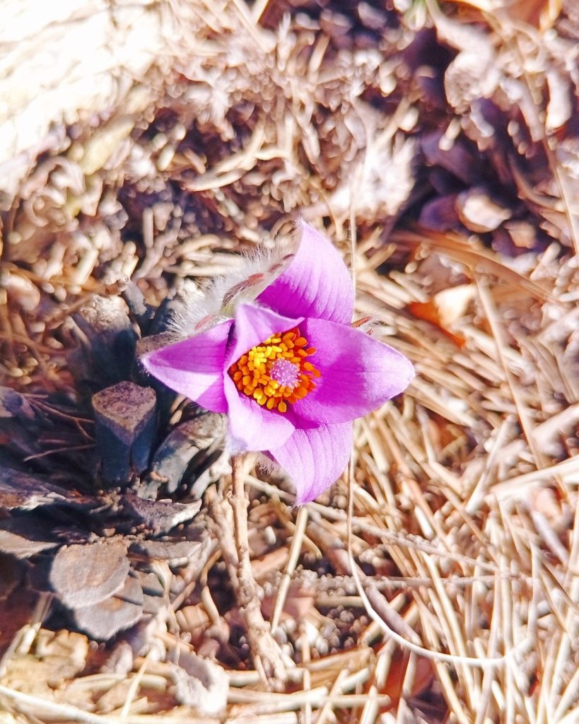 Lila Blüte zwischen Kiefernzapfen und trockenem Gras.
