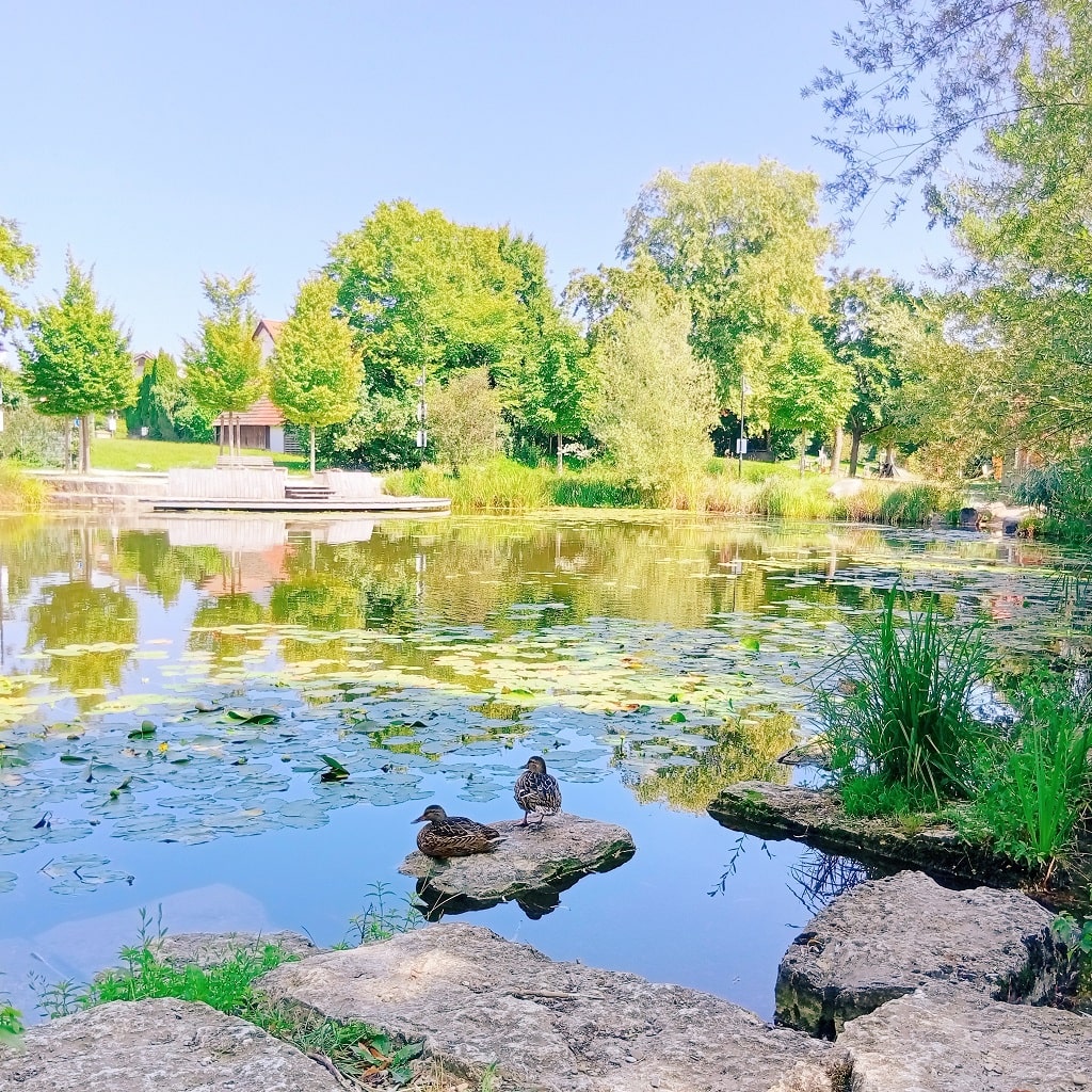 Idyllischer See im Landschaftspark Schlierbach mit Enten und Naturerlebnis.