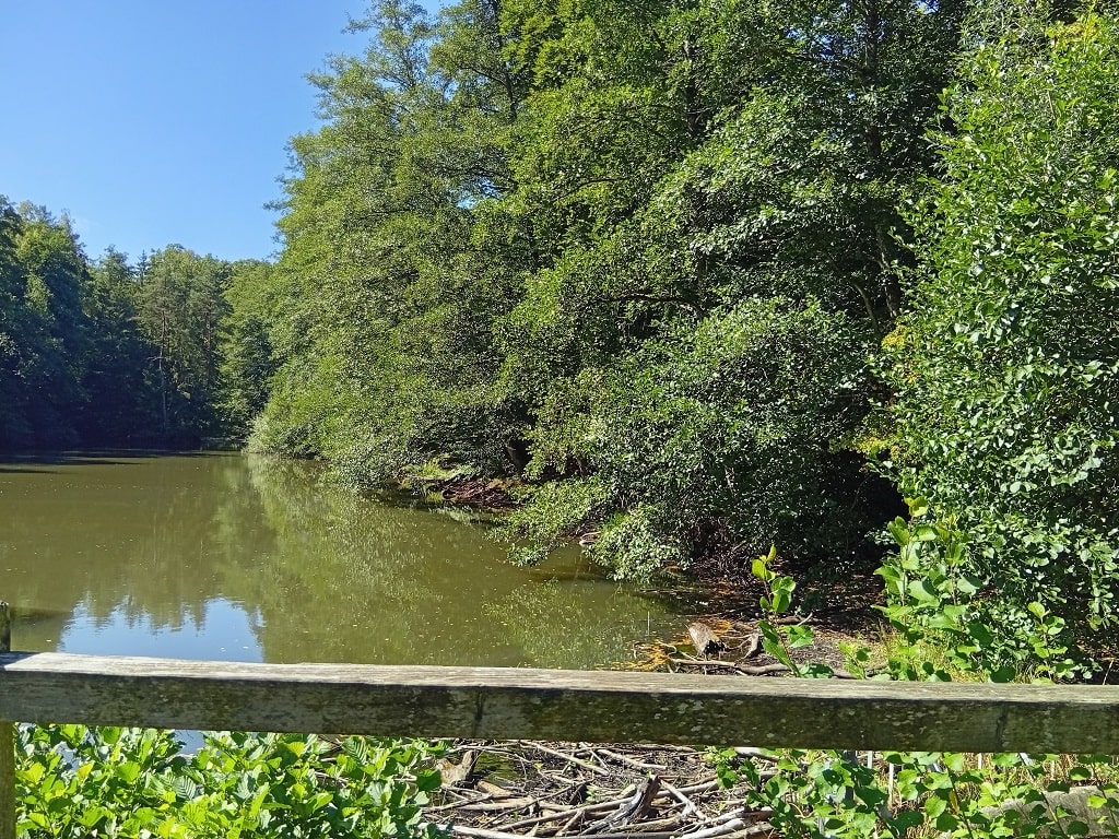 Idyllischer Blick auf den See entlang des WaldAktivPfads im Schlater Wald