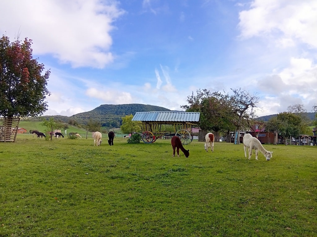 Alpakas auf einer grünen Wiese mit Blick auf Hügel und Obstbäume – Naturerlebnis zum Staunen und Lernen.