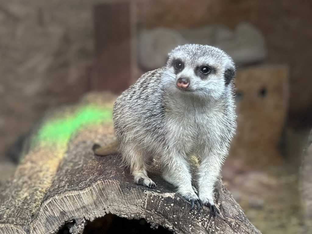 Erdmännchen sitzt auf einem Baumstamm im Kleinen Tierpark Göppingen und blickt neugierig in die Kamera.