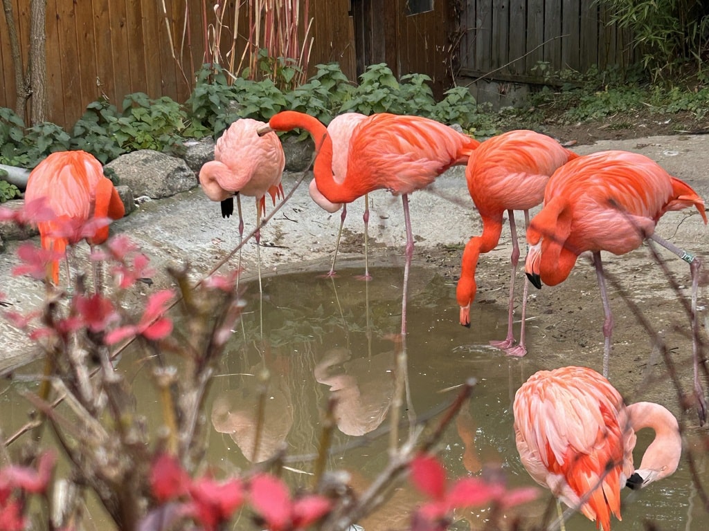 Eine Gruppe Chileflamingos steht am Wasser.