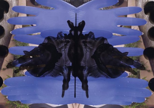 Werk aus der Ausstellung RE-think Rorschach von Heinz Hebeisen im MuSeele Göppingen. Gespiegelte Fotografie und Farbe als moderne Interpretation des Rorschach-Tests.