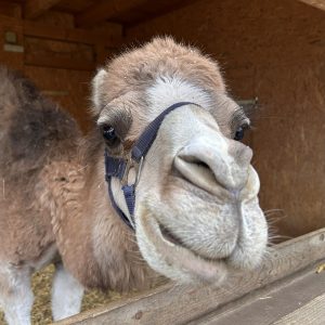 Ein Kamel blickt neugierig in die Kamera