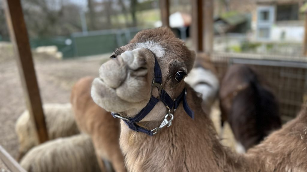 Kamel im Kleinen Tierpark Göppingen blickt neugierig in die Kamera.