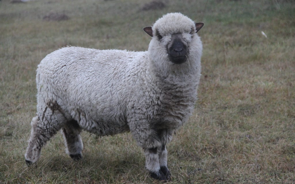 Schaf auf einer Wiese steht sinnbildlich für Ordnung und Überblick bei den Finanzen