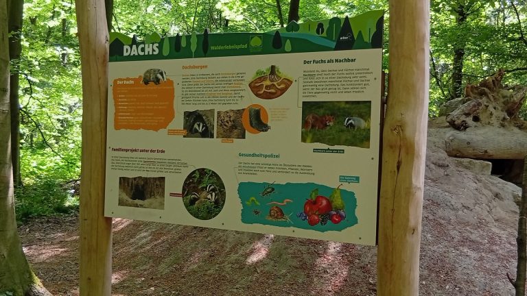 Infotafel „Dachs“ am Walderlebnispfad Wendlingen im Wald, mit Abbildungen von Dachs und Fuchs sowie erklärenden Texten zu Lebensweise und Lebensraum.