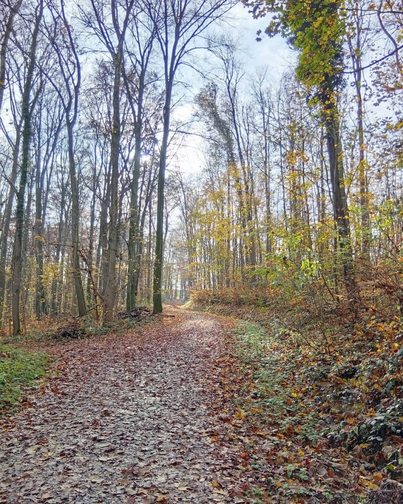 Laubbedeckter Waldweg im herbstlichen Laub