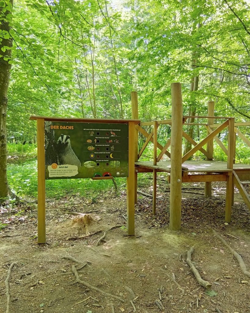 Infotafel „Der Dachs“ mit Quiz-Element neben einer hölzernen Plattform im grünen Laubwald.