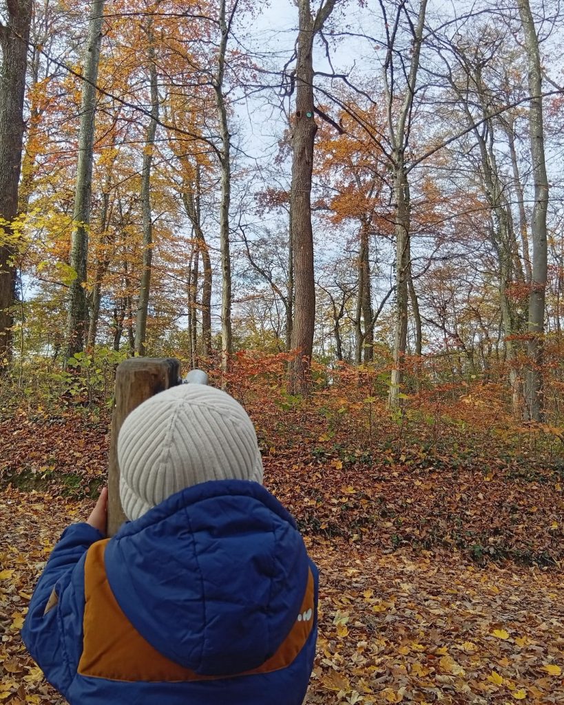 Ein Kind steht am Rand des Biodiversitätspfads Hardt und blickt in den herbstlichen Wald.
