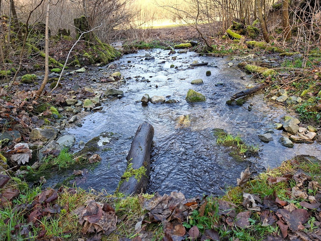 Kleiner Bachlauf, umgeben von Moos, Steinen und Waldvegetation.
