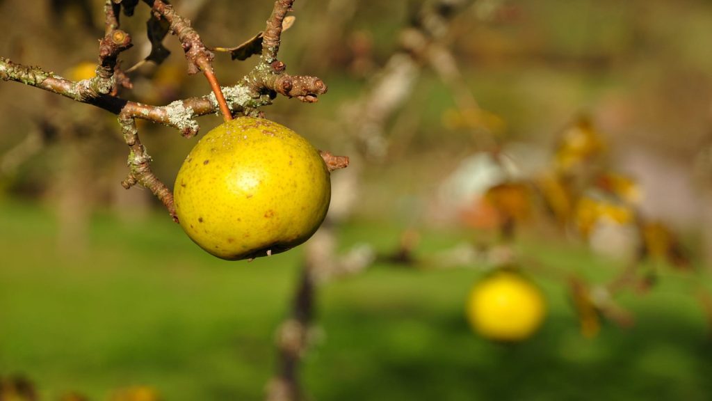 Gelbmöstler Birne an einem Birnbaum auf einer Streuobstwiese