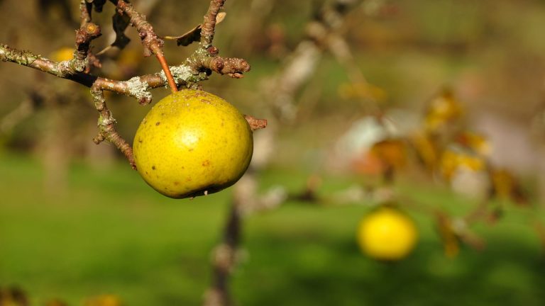 Gelbmöstler Birne an einem Birnbaum auf einer Streuobstwiese