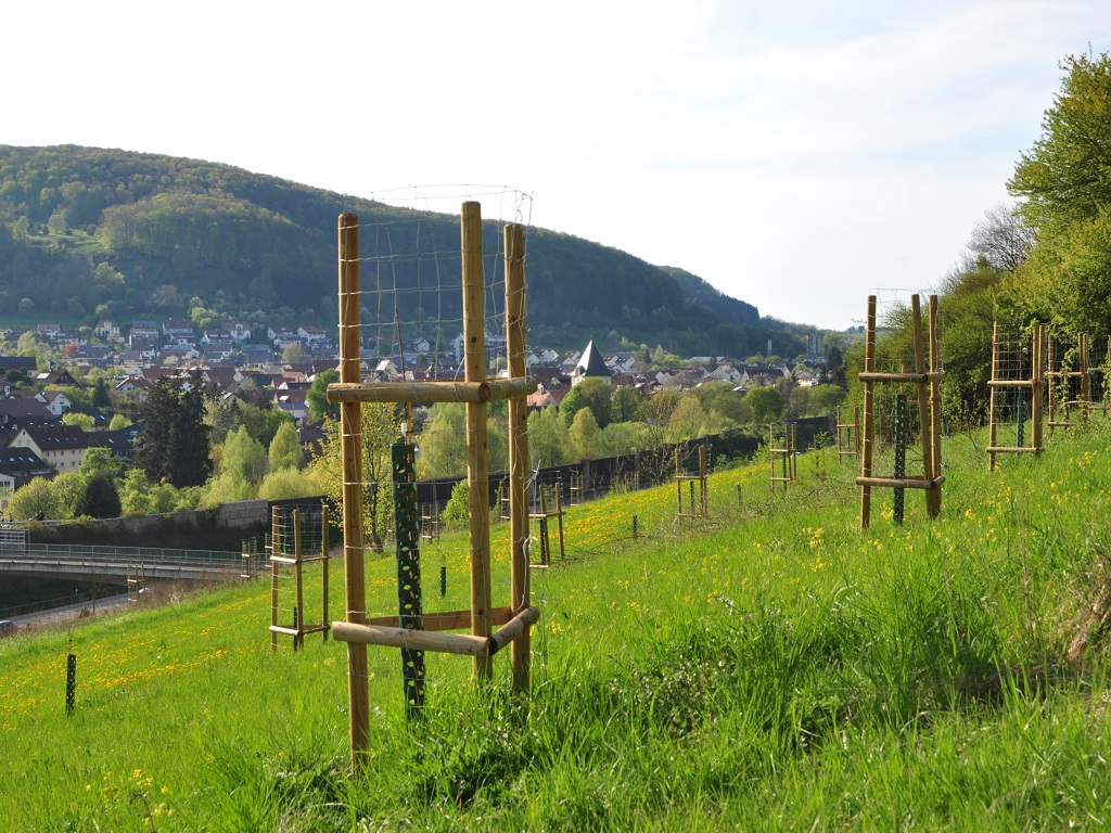 Junge Obstbäume auf einer Streuobstwiese entlang der A8 bei einer Pflanzfläche der Schwäbischen ObstArche Fils-Alb