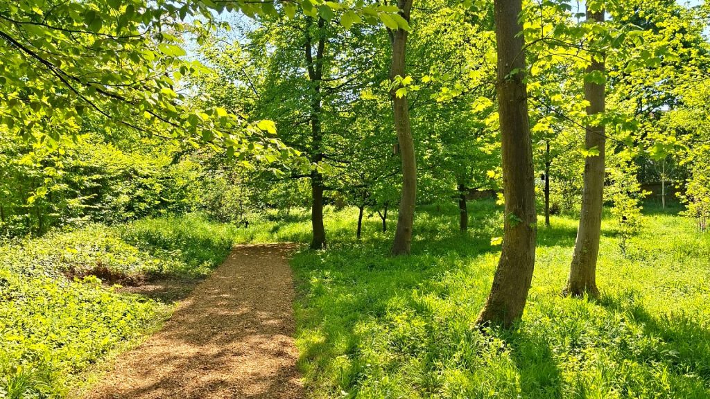 Sonniger Waldweg im Schlosspark Donzdorf, umgeben von dichtem Grün, hohen Bäumen und frischer Frühlingsnatur. Die ruhige Atmosphäre des Naturlehrpfads lädt Familien zu entspannten Spaziergängen und Naturerlebnissen ein.