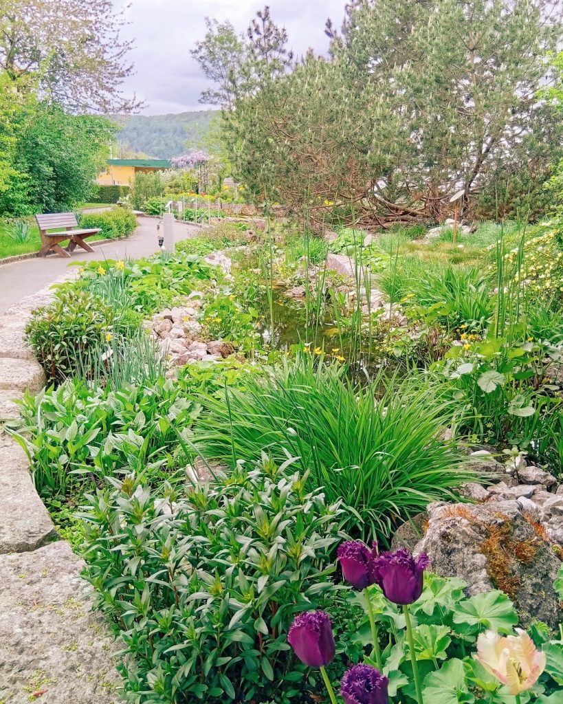 Blick in den grünen Erlebnis-Kräutergarten in Bad Ditzenbach mit Teich, Steinen, üppigen Pflanzen und violetten Tulpen im Vordergrund.
