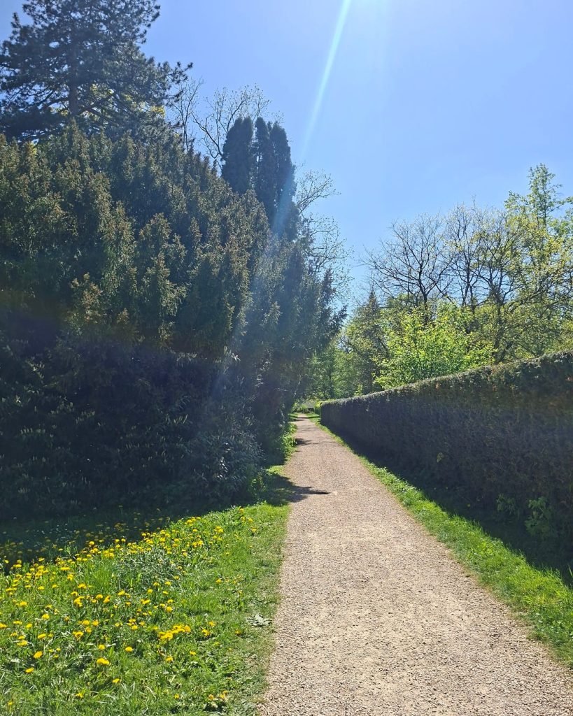 Breiter, sonniger Weg im Schlosspark Donzdorf, umgeben von grünen Hecken, hohen Bäumen und blühenden Wiesen. Die ruhige, familienfreundliche Umgebung lädt zu einem entspannten Spaziergang in der Natur ein.