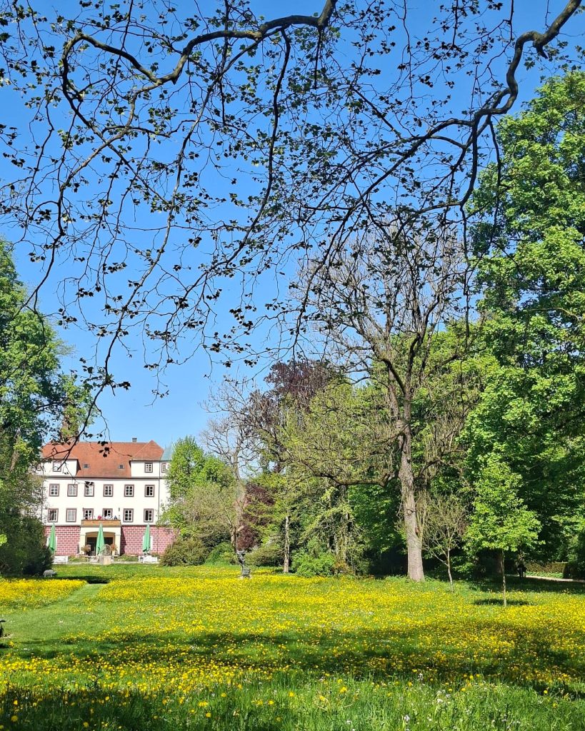 Blühende Wiese im Schlosspark Donzdorf mit Blick auf das historische Schlossgebäude. Umgeben von alten Bäumen und frischem Grün vermittelt die Szene eine ruhige Atmosphäre für einen entspannten Familienausflug in der Natur.
