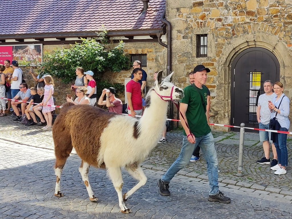 Ein Lama wird beim Göppinger Maientag durch die Innenstadt geführt, während Besucherinnen und Besucher am Straßenrand zusehen.