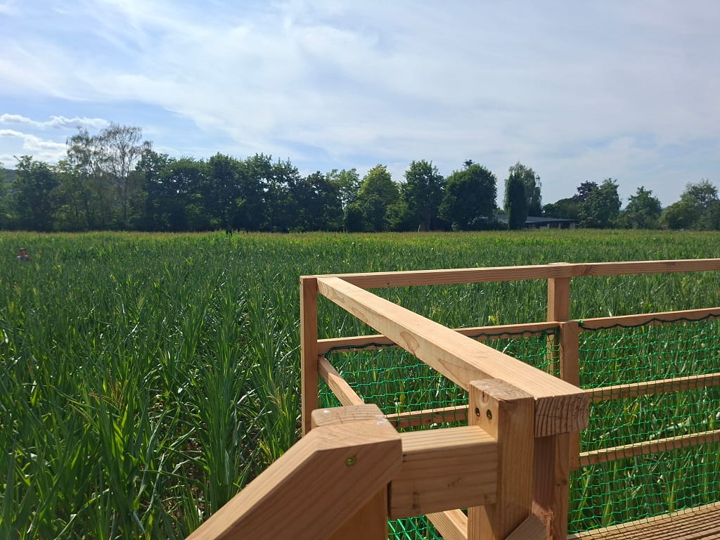 Aussichtsplattform mit Blick über das Maislabyrinth