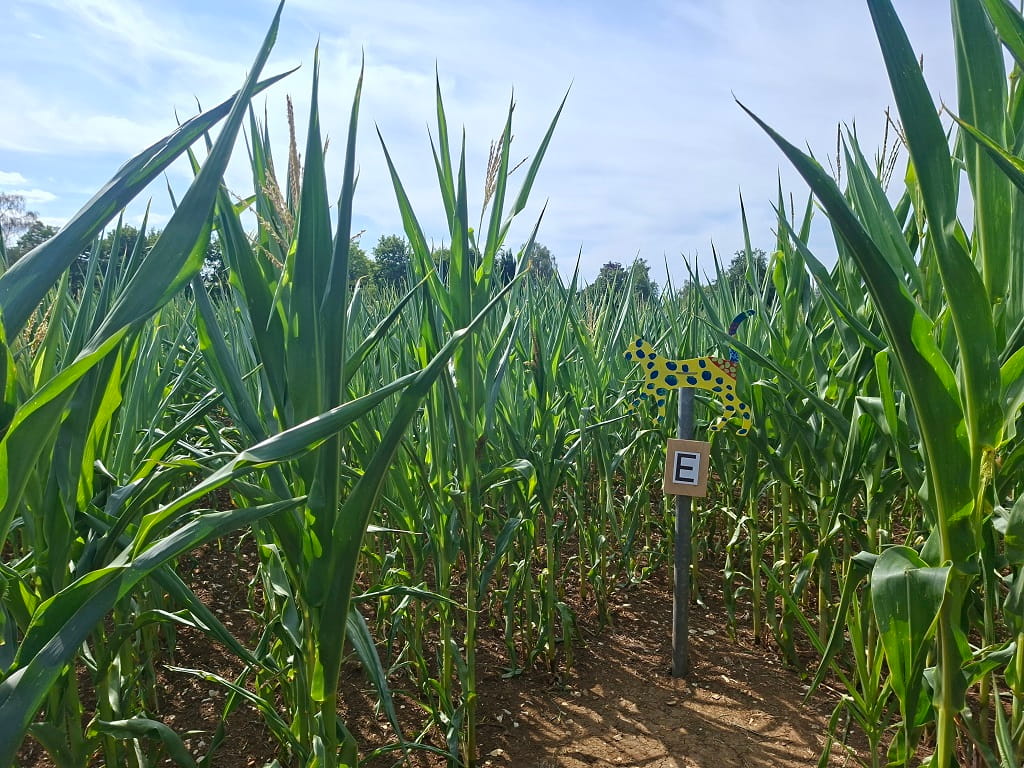 Rätselstation mit Tierfigur zwischen den Maispflanzen im Maislabyrinth in Dürnau