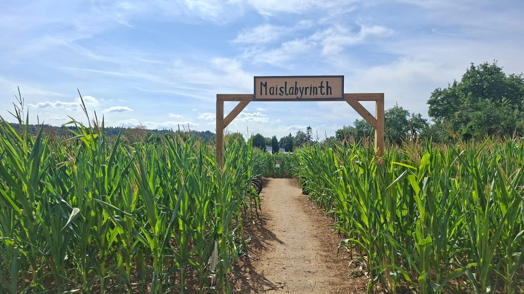 Eingang zum Maislabyrinth in Dürnau zwischen hohen Maispflanzen