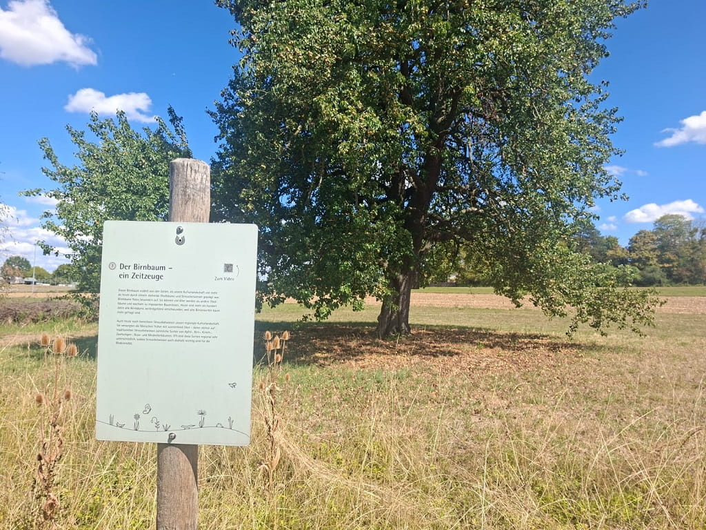 Alter Birnbaum mit Informationstafel „Der Birnbaum – ein Zeitzeuge“ am Biodiversitätspfad der WALA Heilmittel GmbH in Bad Boll