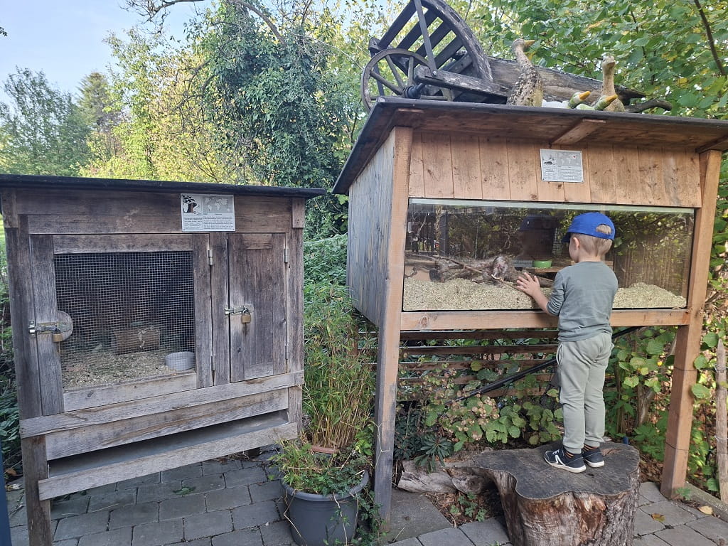 Kleines Kind mit blauer Kappe beobachtet Tiere in einem Holzgehege.